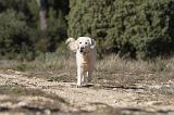 GOLDEN RETRIEVER 584